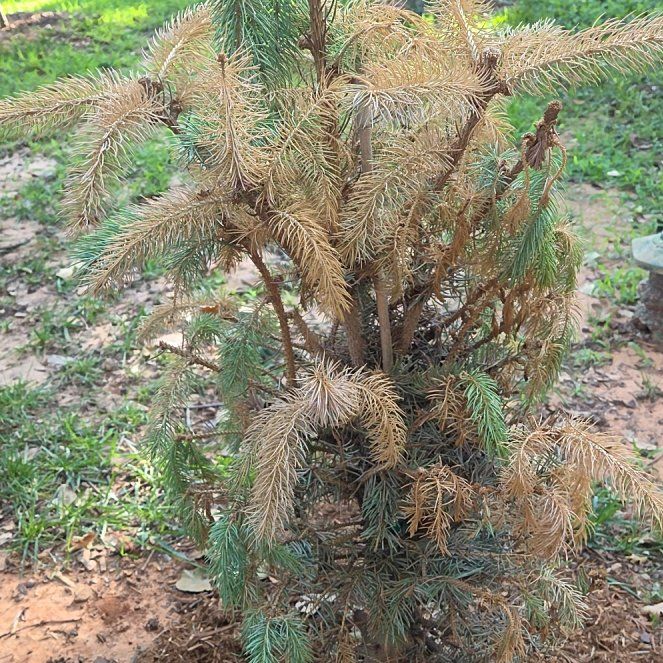 Photo of the plant species Blue Spruce by @StarBoxholly53 named Orlando Bloom on Greg, the plant care app