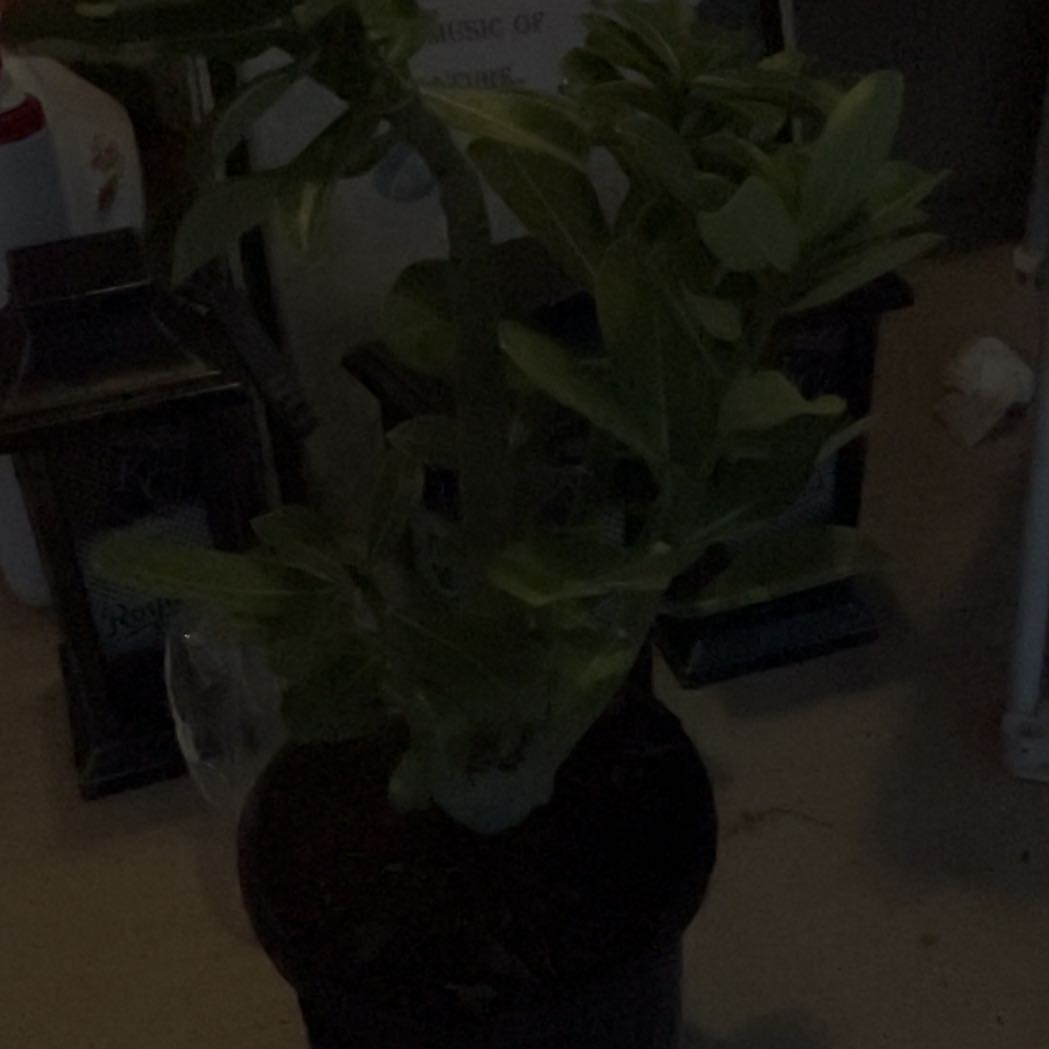 Photo of the plant species Beach Moning Glory by @SoulmateSalad87 named Delilah on Greg, the plant care app