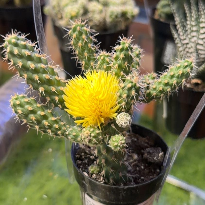 Photo of the plant species Nightblooming Cereus by @BullishMangeao9 named Tupot amaroot on Greg, the plant care app