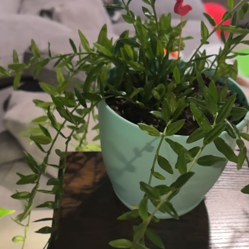 Photo of the plant species Waxflower by @CaringFern68 named Englieriana on Greg, the plant care app