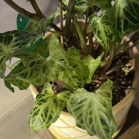 Photo of the plant species Syngonium 'Batik' by @CaringFern68 named Apollo on Greg, the plant care app