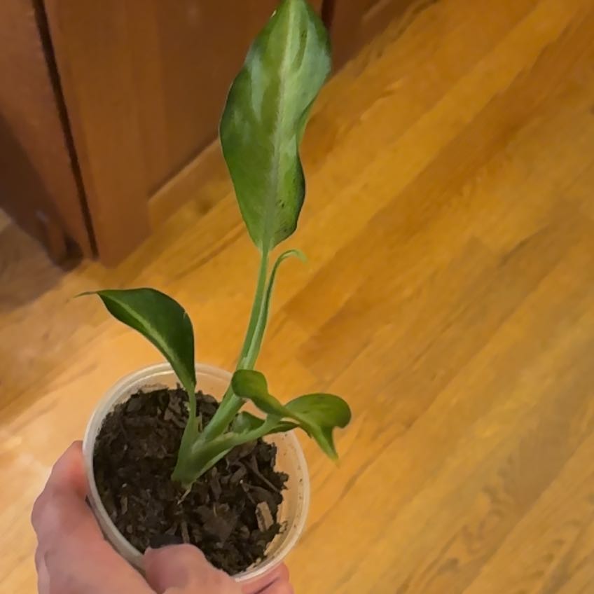 Photo of the plant species Camo Dumb Cane by @CaringFern68 named Diff camo on Greg, the plant care app
