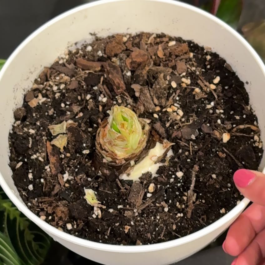 Photo of the plant species Rose Amaryllis by @CaringFern68 named Duke on Greg, the plant care app