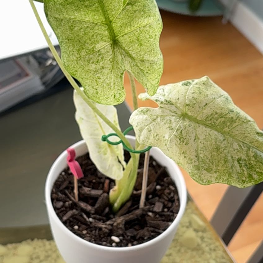 Photo of the plant species Alocasia macrorrhiza 'Camouflage' by @CaringFern68 named ChloroPhil on Greg, the plant care app