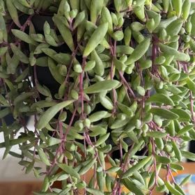 Photo of the plant species ruby necklace by @CaringFern68 named Ruby on Greg, the plant care app