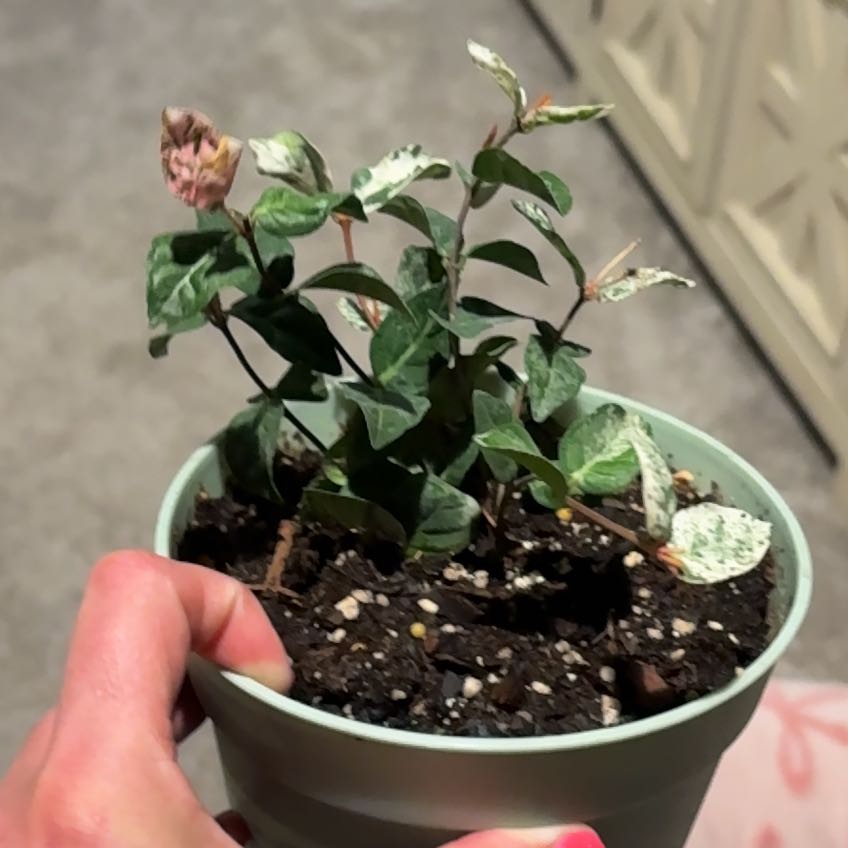 Photo of the plant species Asian Jasmine by @CaringFern68 named Jasmine on Greg, the plant care app