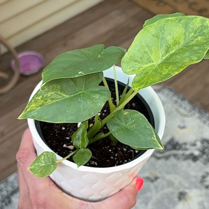 Photo of the plant species Alocasia Gageana Aurea Variegata by @CaringFern68 named Gage #2 on Greg, the plant care app