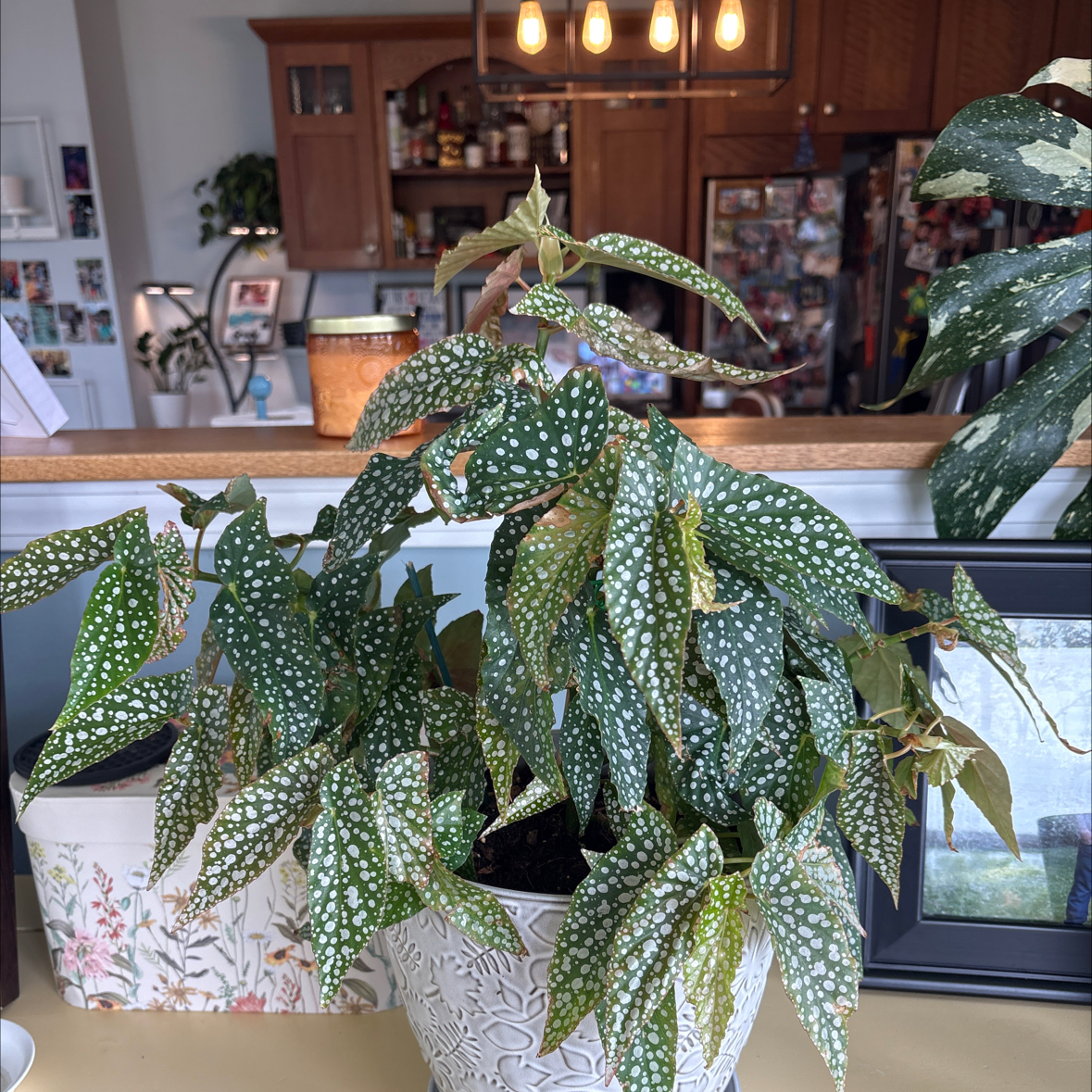 Photo of the plant species Double Dot by @CaringFern68 named Cleopatra on Greg, the plant care app