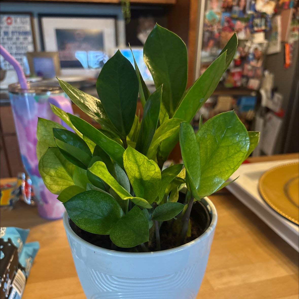 Photo of the plant species chameleon zz by @CaringFern68 named Chameleon on Greg, the plant care app