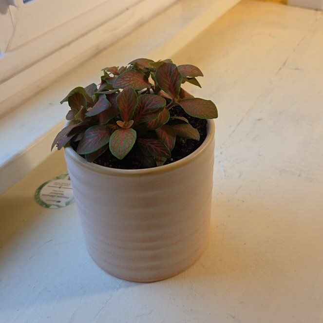 Photo of the plant species Nerve Plant by @GemRamarama69 named Sol on Greg, the plant care app