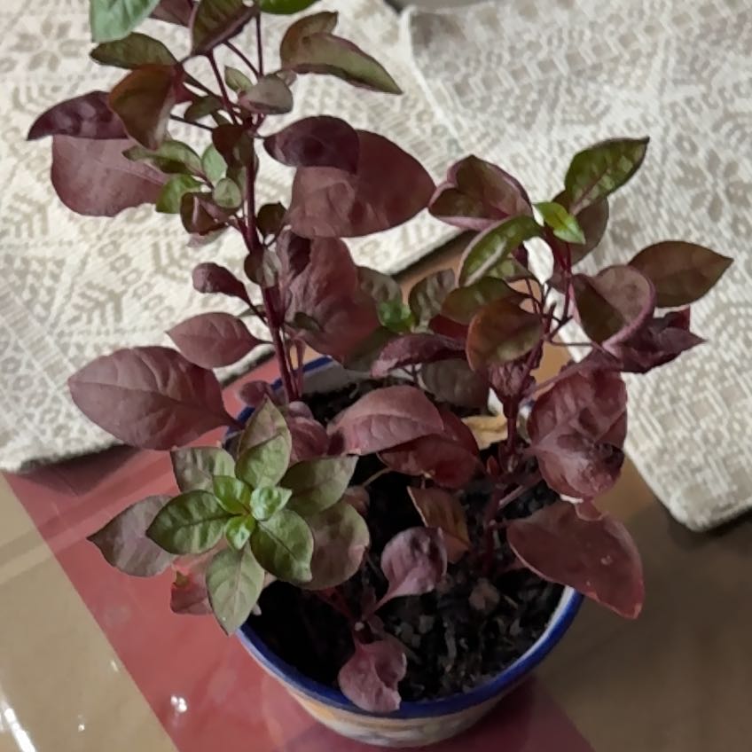 Photo of the plant species Brazilian Joyweed by @HeroCorncob43 named Mando on Greg, the plant care app