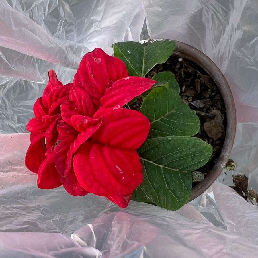 Photo of the plant species Poinsettia 'Winter Rose Red' by @ElderKaro23 named La niña on Greg, the plant care app