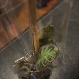 Photo of the plant species Tropic Croton by @HeroHawkswing44 named Planty on Greg, the plant care app