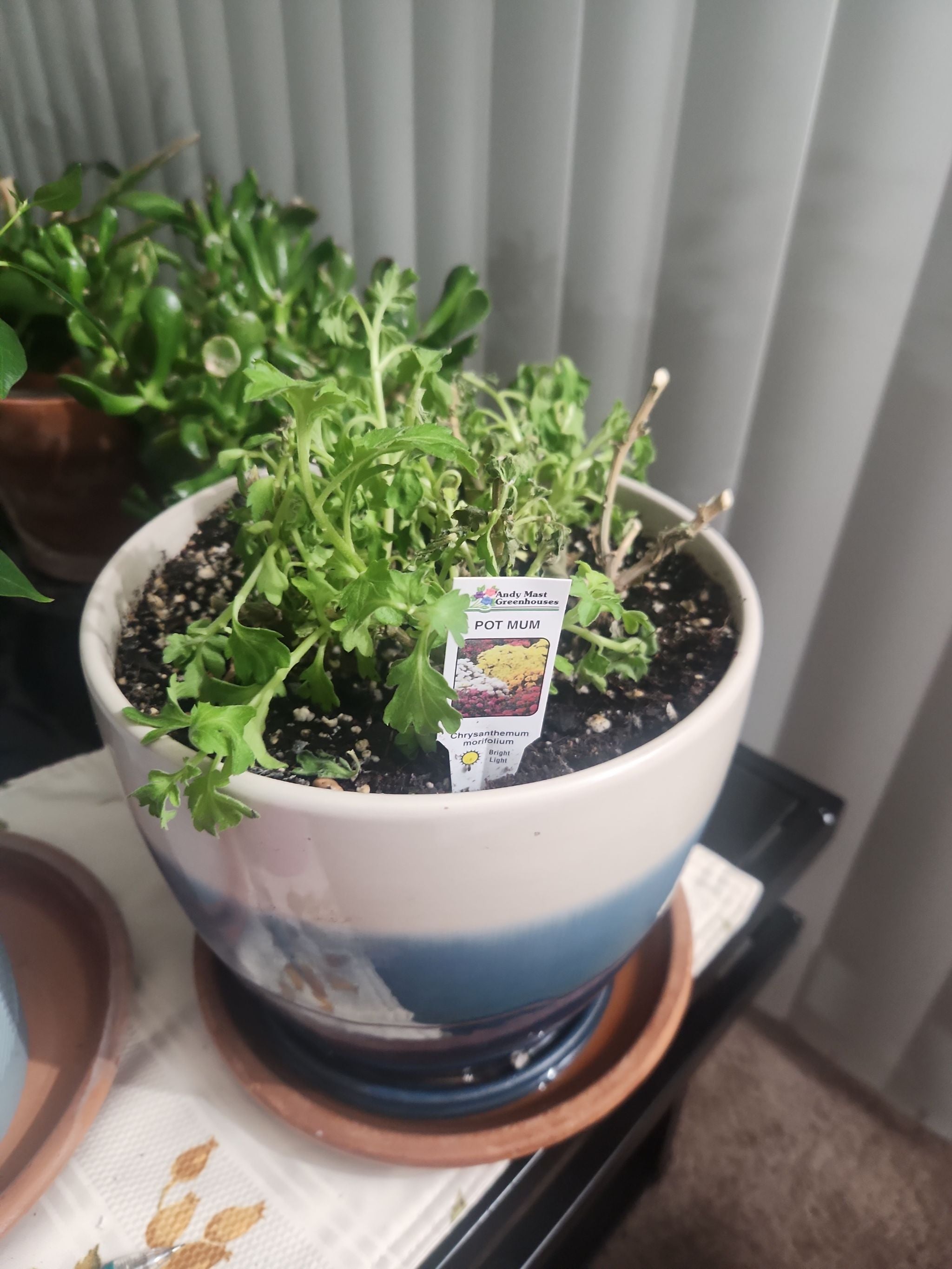 How to Care for Pelee Mum: Mastering Water, Sunlight \u0026 More, image size:1000x1000