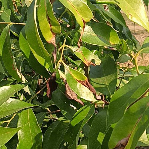Photo of the plant species Citharexylum Spinosum by @EquableAlula56 named Dolores on Greg, the plant care app