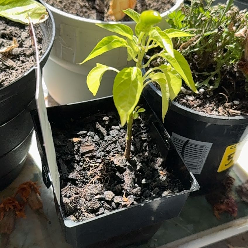 Photo of the plant species Red Chilli by @ModernPotato86 named Tolkien on Greg, the plant care app