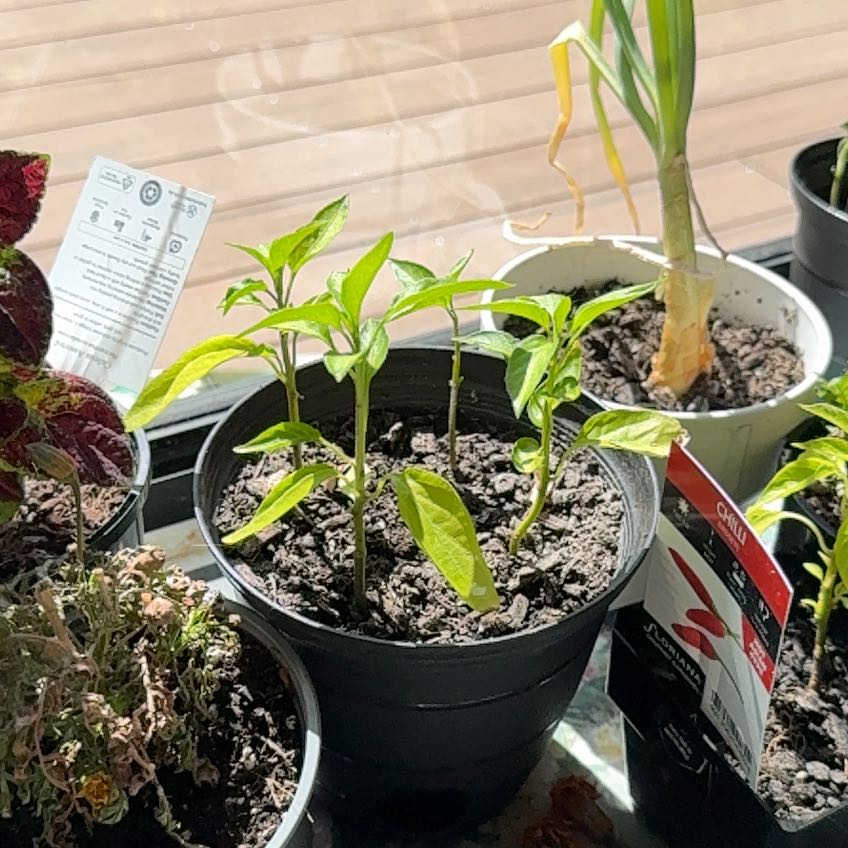 Photo of the plant species Red Chilli by @ModernPotato86 named Muhammad Ali on Greg, the plant care app