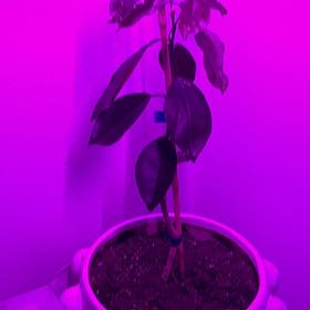 Photo of the plant species Blood Orange Tree by @ElatedDecodon57 named Bieber on Greg, the plant care app