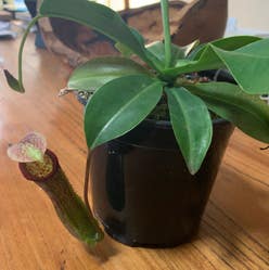 Nepenthes 'Miranda' plant
