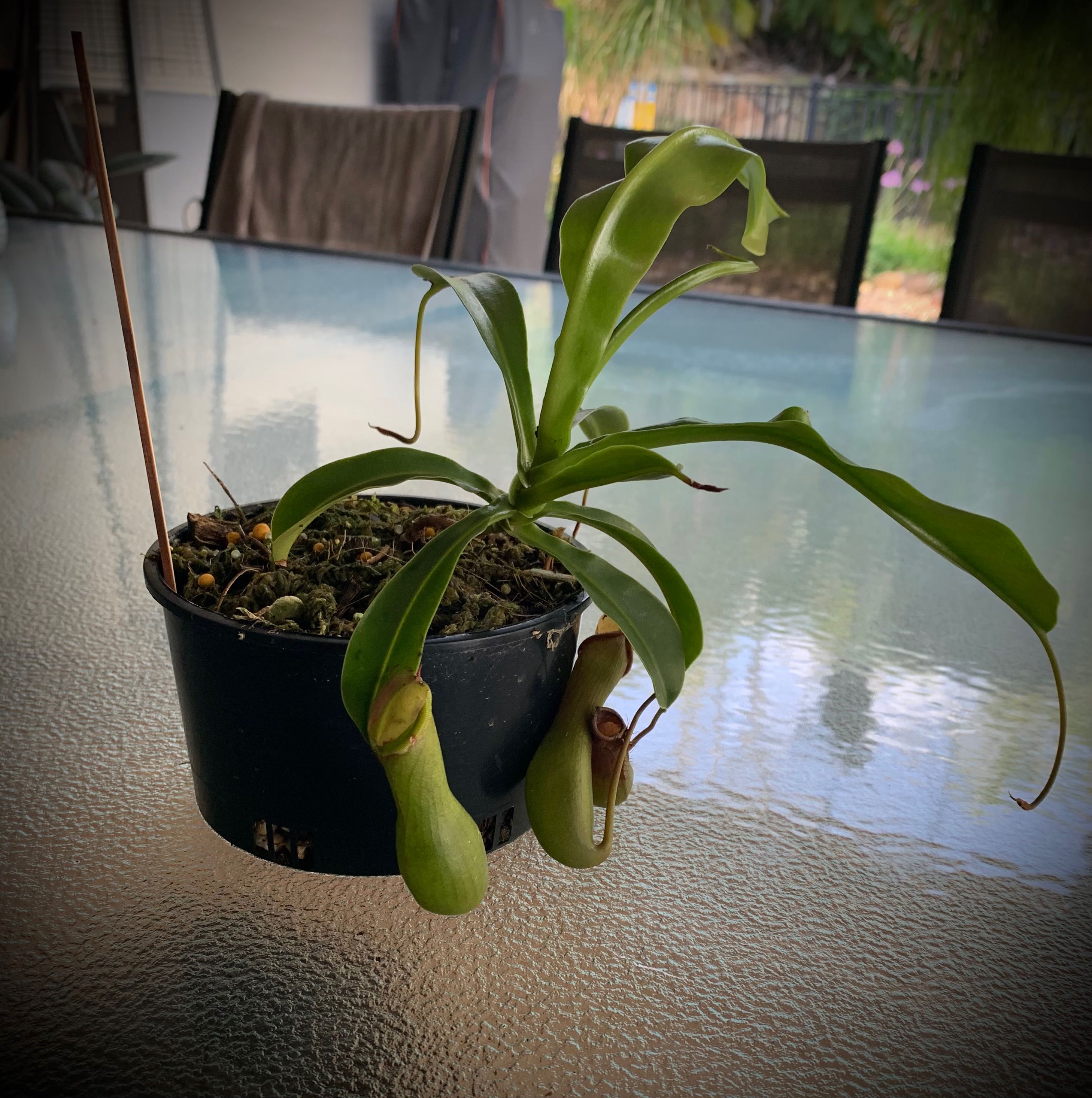 Tropical Pitcher Plant in a small pot with healthy green pitchers.