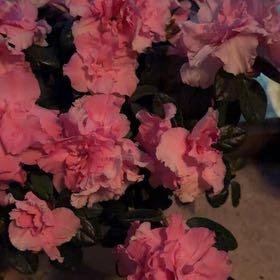 Photo of the plant species Azalea by @HighStaraloe14 named Luna on Greg, the plant care app