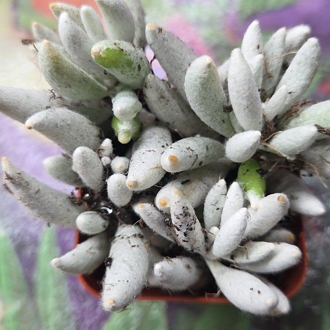 Photo of the plant species Edelweiss by @SuppleAloevera named Sol on Greg, the plant care app