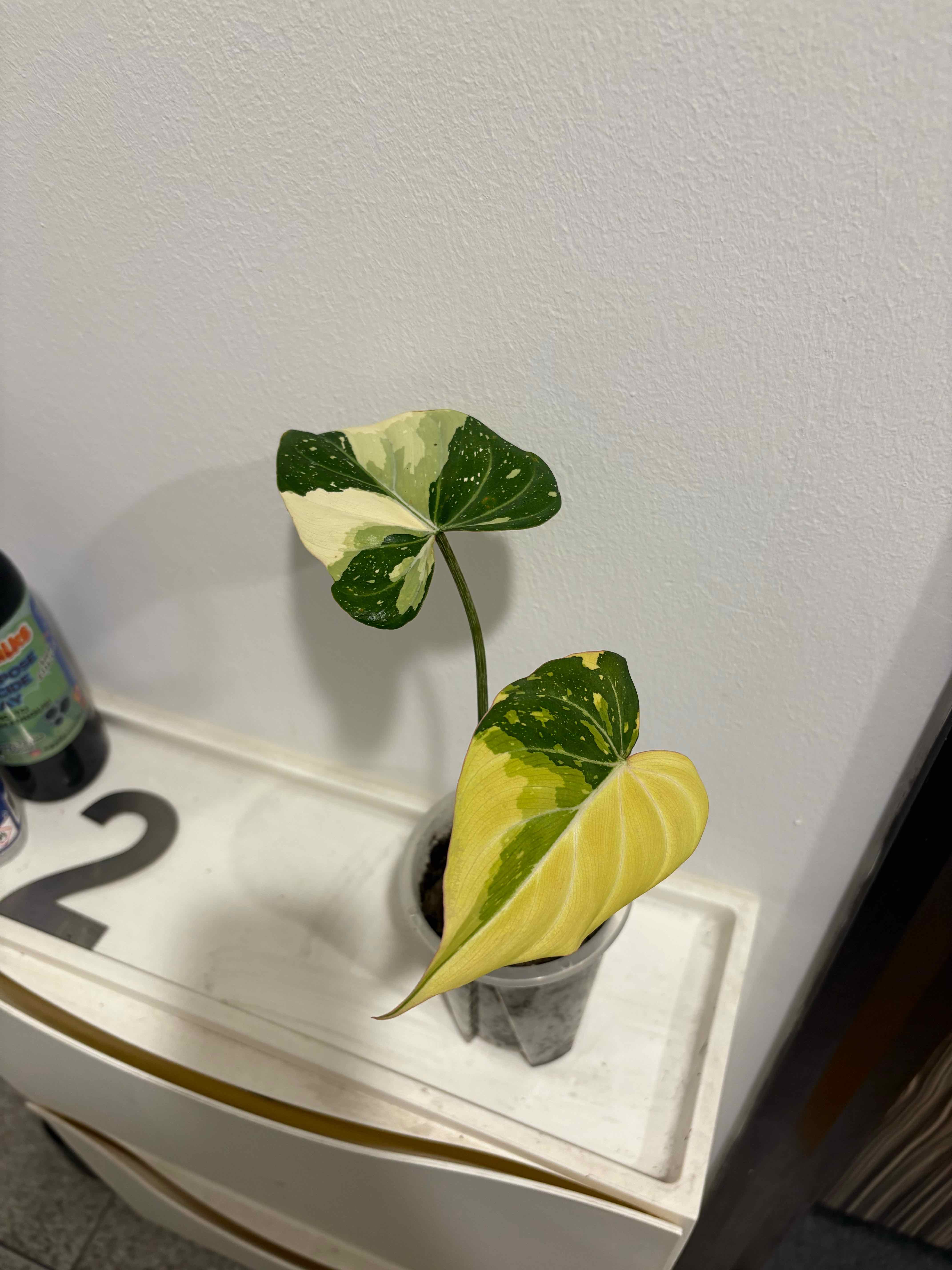 Photo of the plant species Variegated Philodendron gloriosum by @joyyoj named Gloriosum varie on Greg, the plant care app