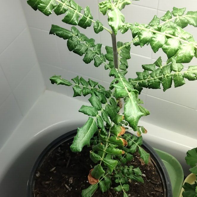 Photo of the plant species Boswellia sacra by @AceHemlock22 named Willow on Greg, the plant care app