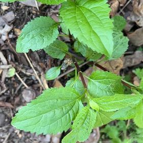 Photo of the plant species Richweed by @FoxyChinotto93 named Diana on Greg, the plant care app