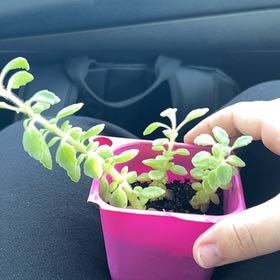 Photo of the plant species Vick's Plant by @JazzyComet51 named Baby Jesus on Greg, the plant care app