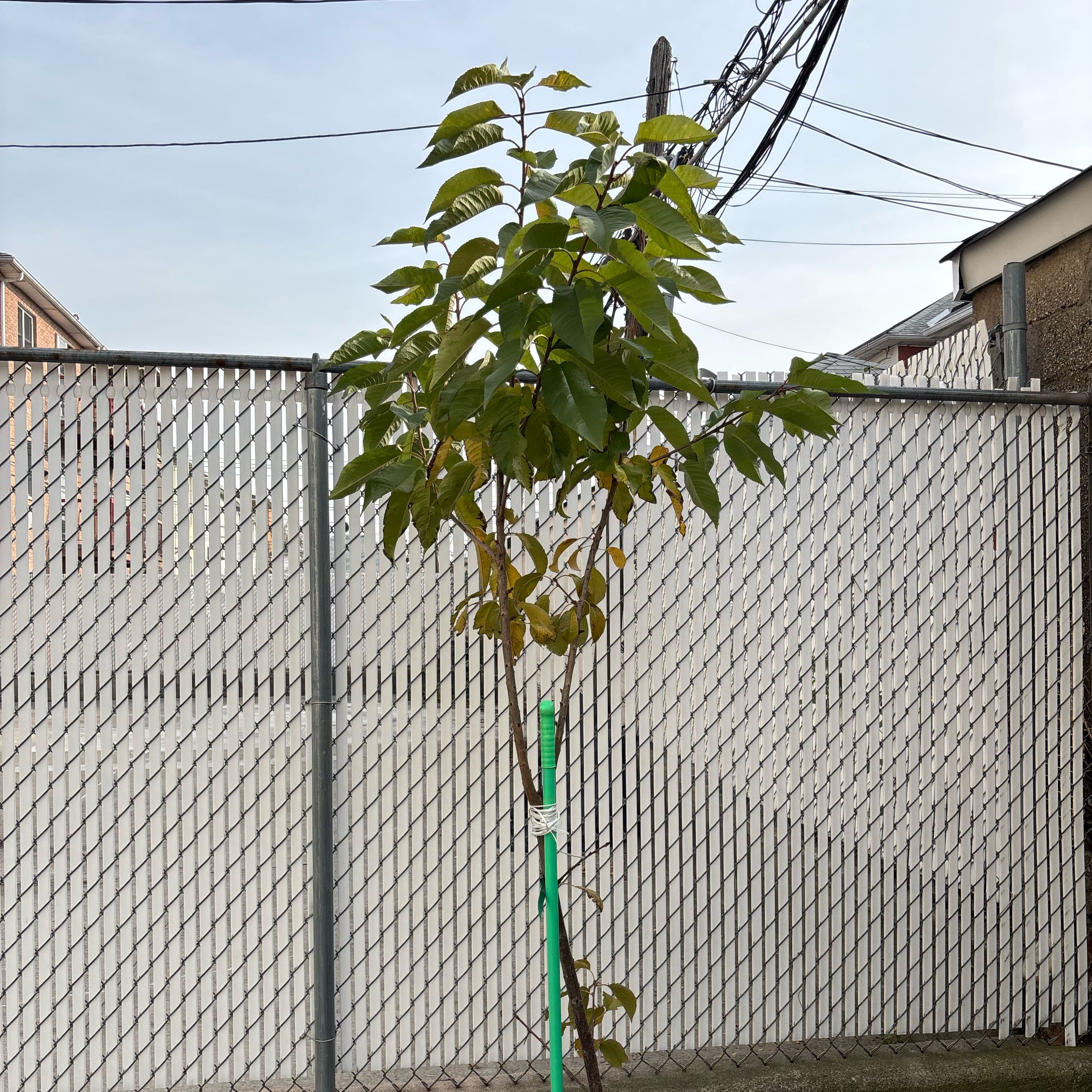Photo of the plant species Rainier Cherry Tree by @ShrewdHeketara named Daphne on Greg, the plant care app