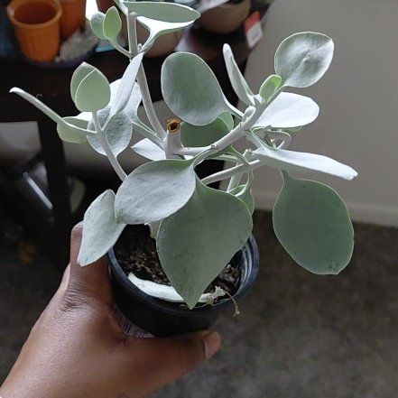 Photo of the plant species Silver Teaspoons by @AthletePeanut10 named Wall-E on Greg, the plant care app