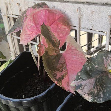 Photo of the plant species Syngonium Strawberry Ice by @hanniexwaizi named Denali on Greg, the plant care app