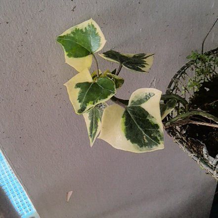 Photo of the plant species Variegated Wax Ivy by @hanniexwaizi named da Vinci on Greg, the plant care app