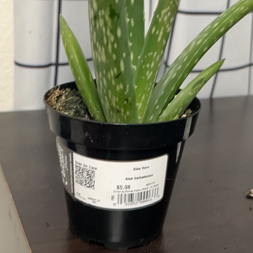 Photo of the plant species Aloe barbadensis by @YesCorn7 named Prince on Greg, the plant care app