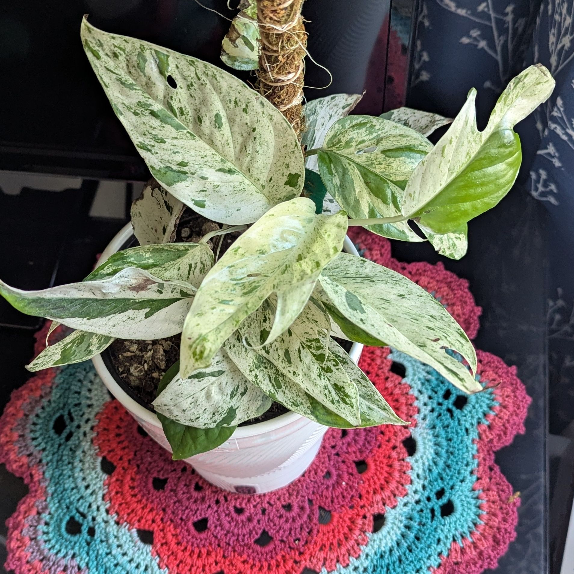 Photo of the plant species Marble Epipremnum Pinnatum by @PhoenixDragon88 named Winston on Greg, the plant care app