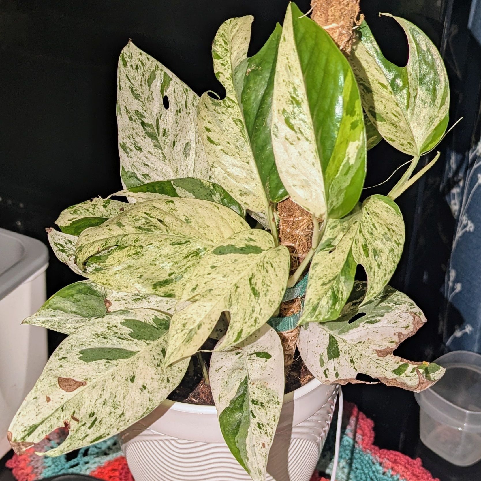 Photo of the plant species Marble Epipremnum Pinnatum by @PhoenixDragon88 named Winston on Greg, the plant care app