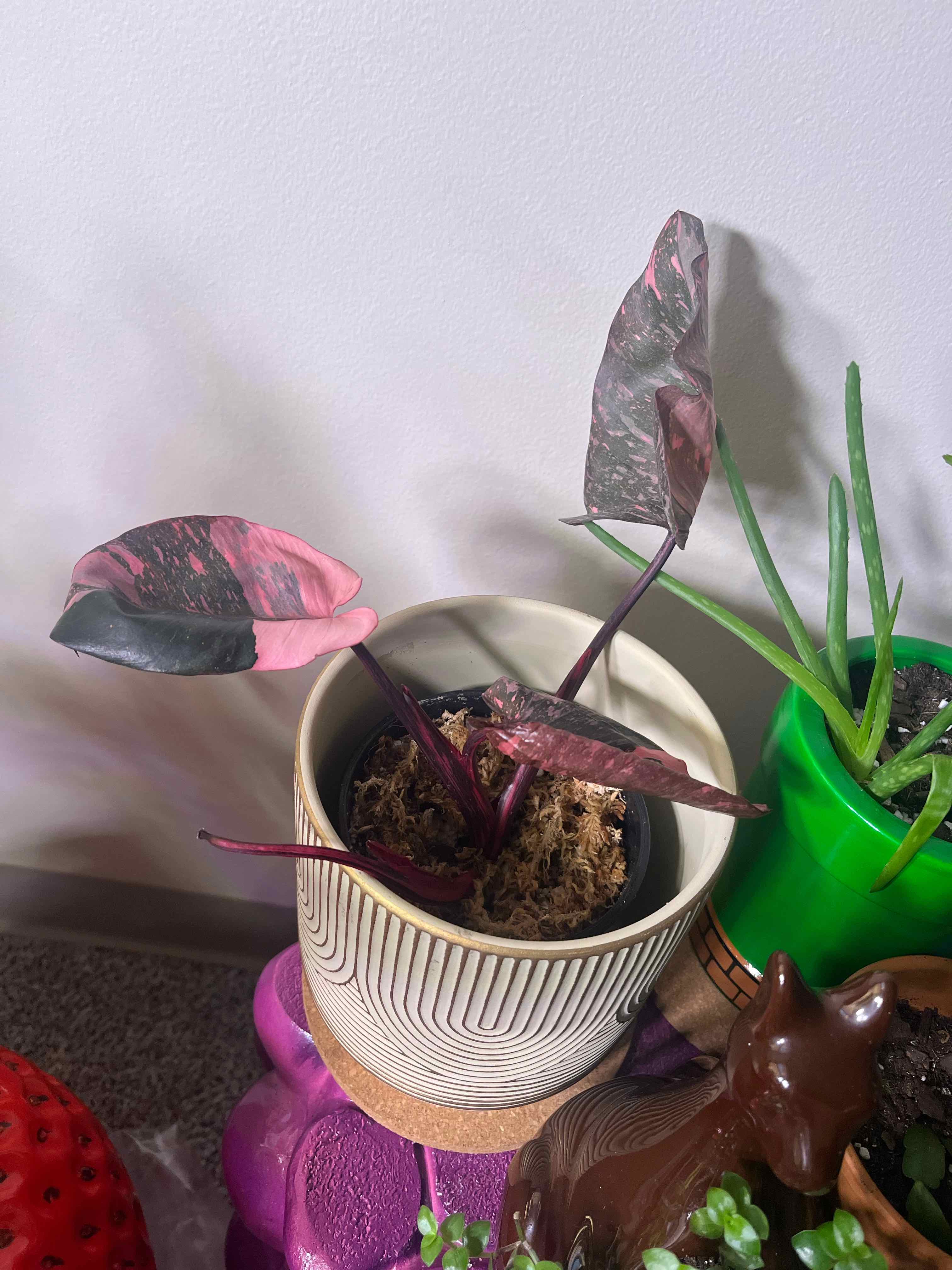 Photo of the plant species Pink Princess Galaxy by @Gillianroset named Pete Davidson on Greg, the plant care app