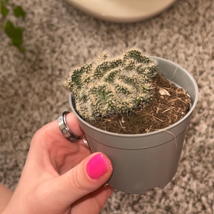 Photo of the plant species Brain Cactus by @Gillianroset named Benito on Greg, the plant care app