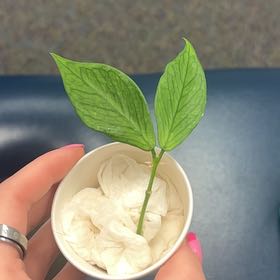 Photo of the plant species Fishtail Hoya by @Gillianroset named Miley Cyrus on Greg, the plant care app