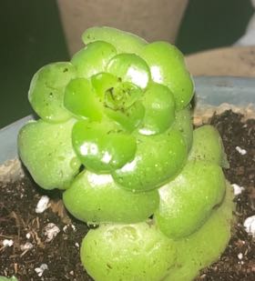 Photo of the plant species Aeonium 'Lily Pad' by @Gillianroset named Lady Gaga on Greg, the plant care app