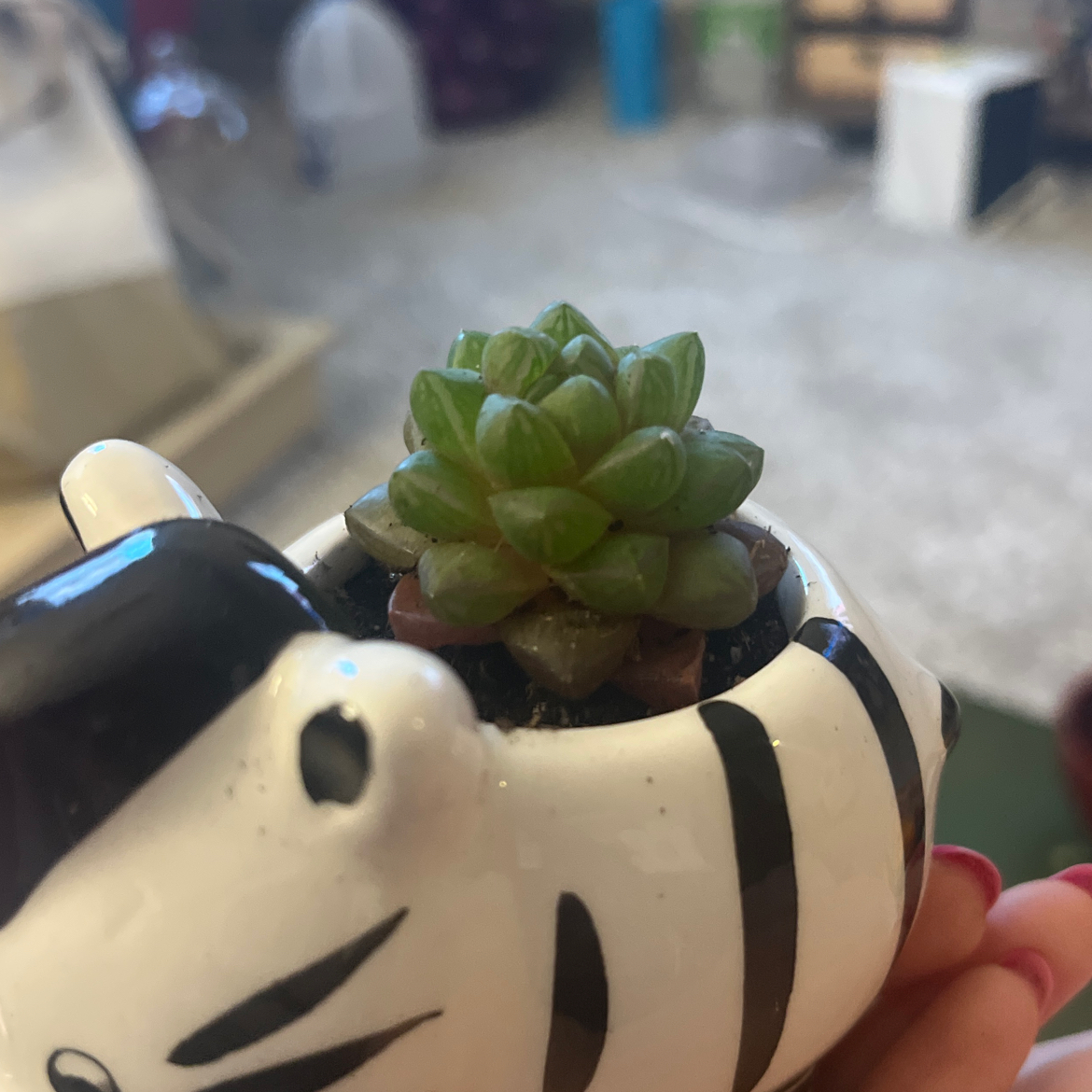 Photo of the plant species Haworthia cymbiformis var. cymbiformis by @Gillianroset named Harrison Forf on Greg, the plant care app