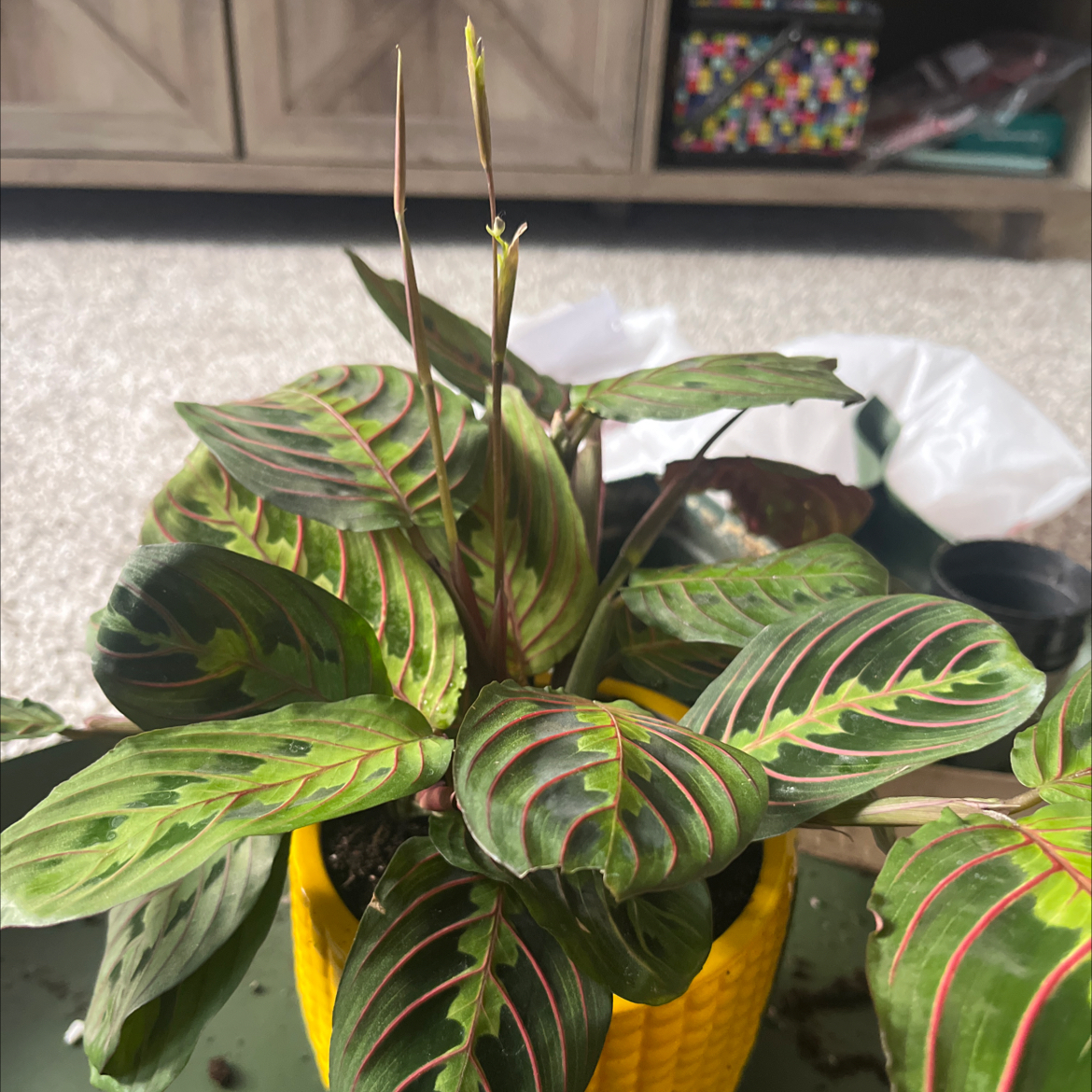 Photo of the plant species Red prayer plant by @Gillianroset named Rashida Jones on Greg, the plant care app