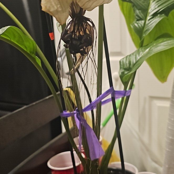 Photo of the plant species White Batflower by @TycoonPondapple named Bodhi on Greg, the plant care app