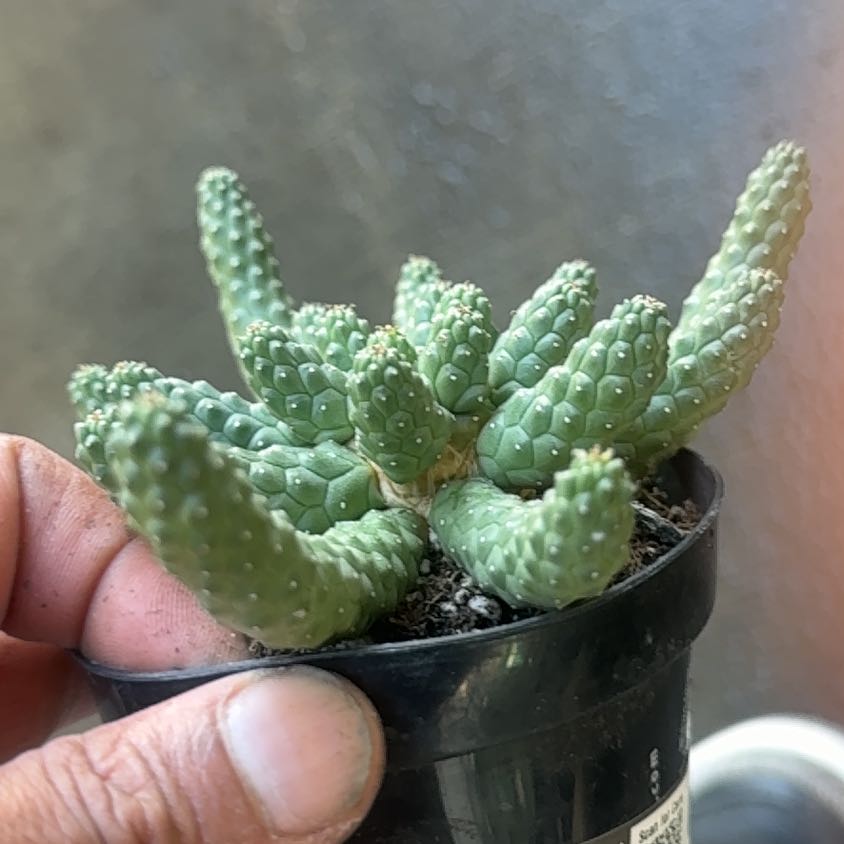Photo of the plant species Cane Cactus by @YardGasplant60 named Sir Plancelot on Greg, the plant care app