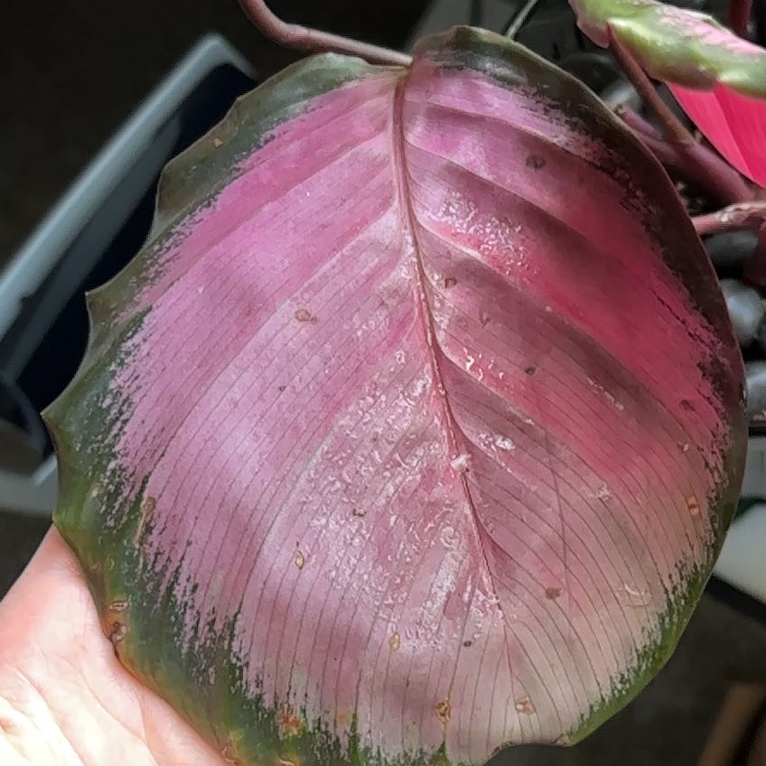 Photo of the plant species crimson rose calathea by @SisterScotspine named Michelle Branch on Greg, the plant care app