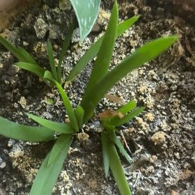 Photo of the plant species African Lily by @MagicalAssamtea named Mochi on Greg, the plant care app