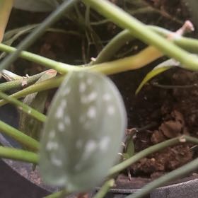 Photo of the plant species Bog Arum by @MagicalAssamtea named Duke on Greg, the plant care app