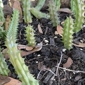 Photo of the plant species Variegated Starfish Flower by @SilkenSeaaster named Stapelia Orbea on Greg, the plant care app