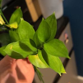 Photo of the plant species Box Holly by @ExecDogviolet9 named Scarlett on Greg, the plant care app